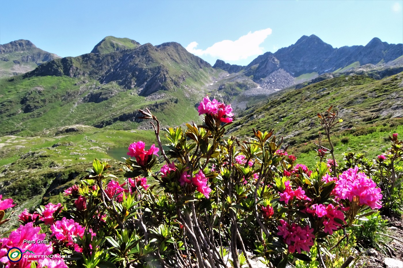 36 Rododendro rosso (Rhododendron ferrugineum), in alto a dx il Cadelle.JPG